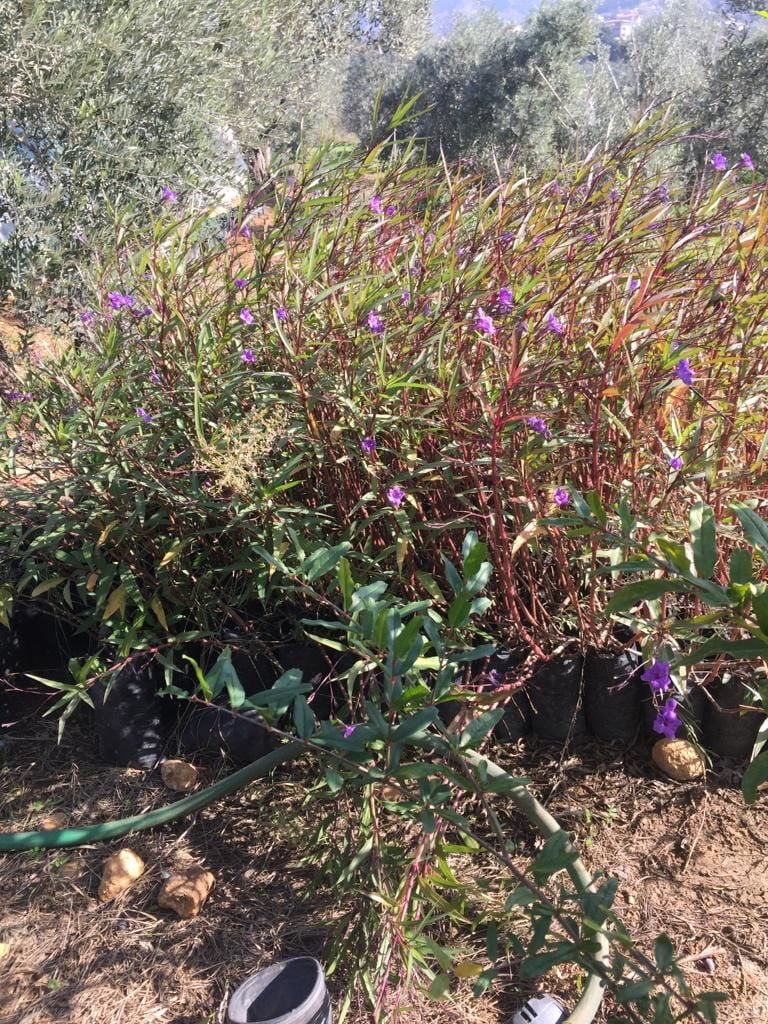 Meksika Petunyası Çiçeği Ruellia - Ruelya - Hatay Üreten Eller Kadın Kooperatifi