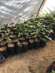 Hedera Sarmaşık (Duvar Sarmaşığı) - Hatay Üreten Eller Kadın Kooperatifi