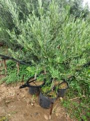 Saksıda Zeytin - Hatay Üreten Eller Kadın Kooperatifi