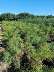 Saksıda Fıstık Çamı Fidanı - 3 Yaş - Hatay Üreten Eller Kadın Kooperatifi