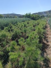 Saksıda Fıstık Çamı Fidanı - 3 Yaş - Hatay Üreten Eller Kadın Kooperatifi