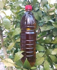 Zeytinyağı (Plastik Şişe) - 1 Lt - HayatHatay 6 Şubat Kadın Kooperatifi